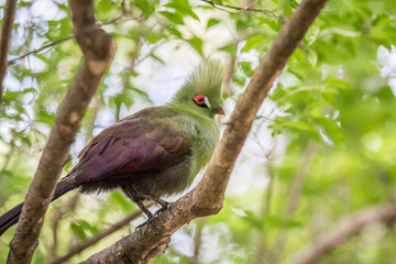 Knysna's turaco on a branch in the forest.