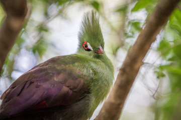 Knysna's turaco on a branch in the forest.