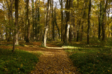 ドイツの秋の森　遊歩道の落ち葉と木漏れ日