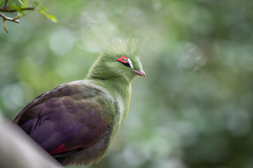 Knysna's turaco on a branch in the forest.