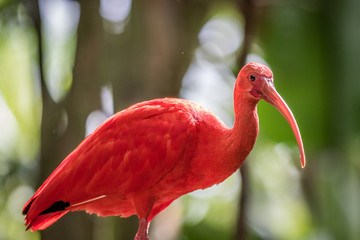Scarlet ibis sitting on a branch.