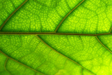 Close up green leaf texture