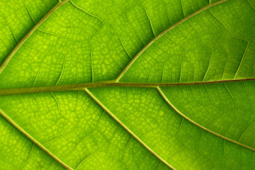 Fototapeta na wymiar green leaf texture 