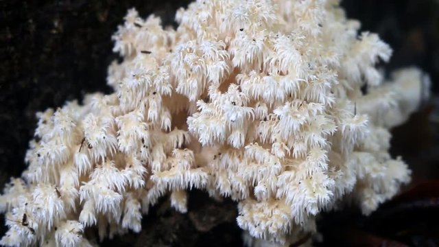 Hedgehog fungus (HerГ&shy;cium coralloГ&shy;des) in dry subtropical forest of Northern Black sea region (Crimean mountains). Fruit body of fungus resembles branch of coral. Young mushroom as white