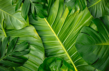 Obraz premium group of tropical green leaf 