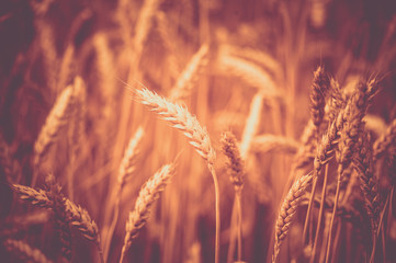 photo of  ears on the beautiful wheat field toned in retro vintage style