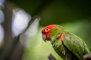 Red headed conure on a branch.