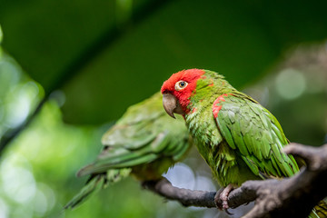 Red headed conure on a branch.