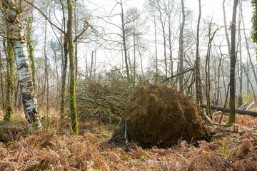 Tempête sur la forêt