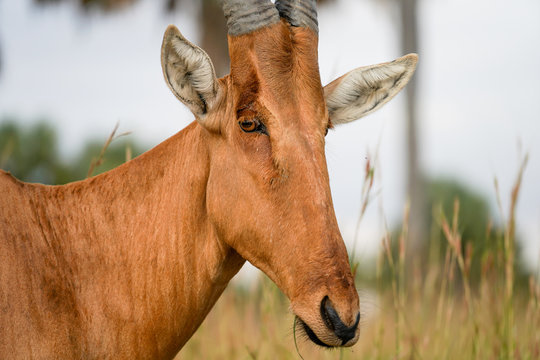 Antilope damaliscus in African