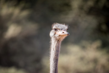 Close up of an Ostrich head in Africa.