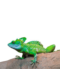 green chameleon (Chamaeleo calyptratus) isolated on white background