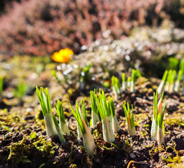 Spring is coming. The first yellow crocuses in my garden on a sunny day