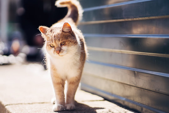 Photo of walking unhappy ginger homeless cat with sicked eye.