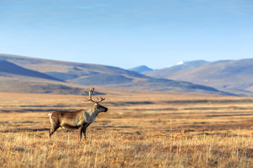 Lonely reindeer in the tundra. Beautiful vast valley among the hills far from civilization. Arctic nature. Chukotka, Siberia, Far East of Russia. Extreme North. Place for text.