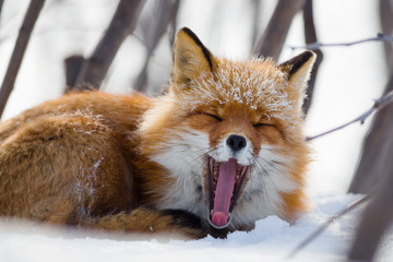 A funny red fox yawns, opening its mouth wide and sticking its long tongue out. Anadyr fox (Vulpes vulpes beringiana). Wildlife of the Arctic. Chukotka, Siberia, Far East of Russia. Close-up. - Powered by Adobe
