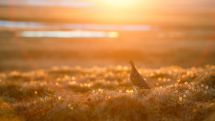 Partridge in the tundra. Beautiful backlight during the golden hour at sunset. Arctic wildlife. Chukotka, Siberia, Far East of Russia.