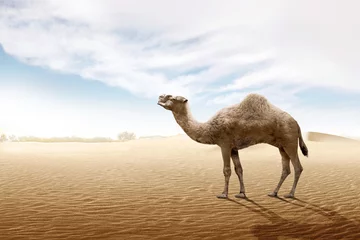 Foto auf Acrylglas Kamel steht auf der Sanddüne © Leo Lintang