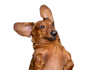 A Happy, slightly crazy brown dachshund is very surprised. Big ears look like a butterfly. White...