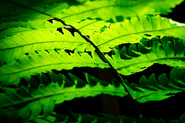 Green leaf with sunlight on dark background. Nature background. Macro shot of fern leaf texture. Fern leaf in the forest. Sun shining through fern leaf in the morning. Eco nature concept. Ecology.