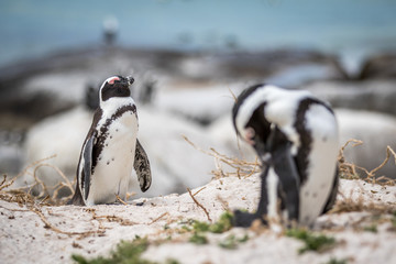 Two African penguin standing in the sand.
