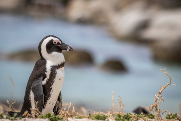 African penguin standing in the sand.