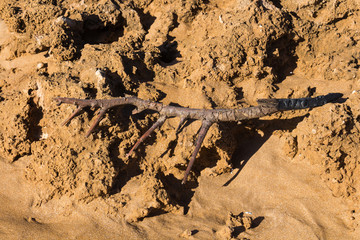 Broken twig on the yellow rocks