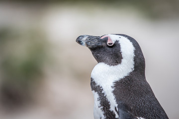 Close up of an African penguin.
