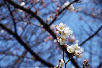 さくら