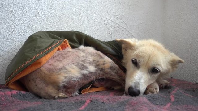 4K Dog with scabies in coat shivers on blanket