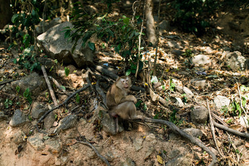 Naklejka na ściany i meble monkey hill Thailand