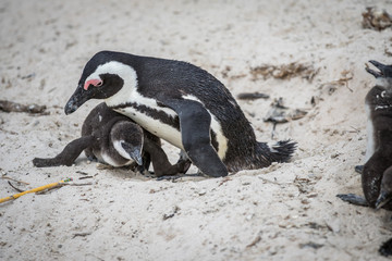 Obraz premium Two African penguins cuddling in the sand.