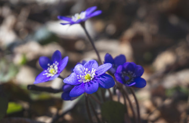 Hepatica Nobilis early spring flowers