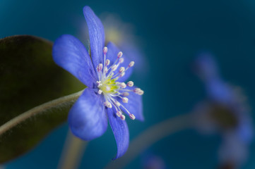 Hepatica Nobilis early blooming spring flowers