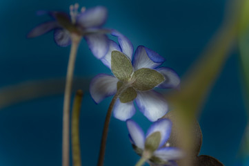 Fototapeta na wymiar Hepatica Nobilis early blooming spring flowers