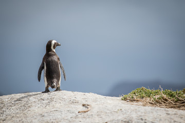 African penguin standing on a rock.