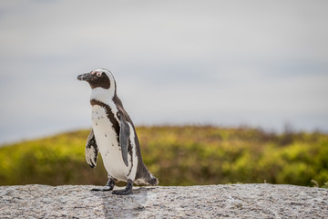 African penguin standing on a rock.