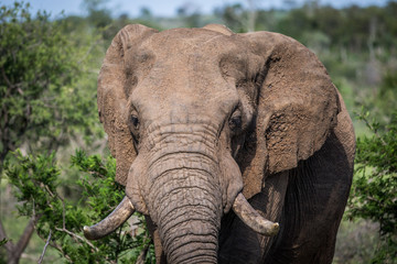 Fototapeta na wymiar Close up of an African elephant.