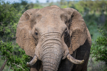Fototapeta premium Close up of an African elephant.