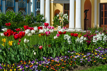 Flowering tulips in the park. Courtyard garden of the Catherine Palace with green lawns and flower beds, St. Petersburg