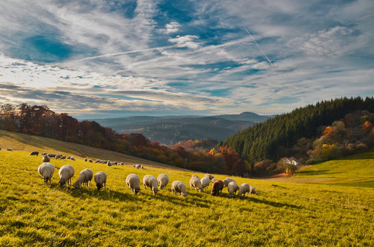 herd of sheep in Volcanic Eifel