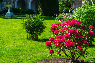 blooming brightly red flowers. Courtyard garden of the Catherine Palace with green lawns and flower beds, St. Petersburg