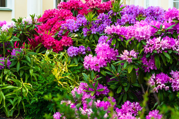 brightly red purple flowers in the park