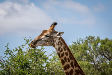 Giraffe standing in the grass in the Kruger.