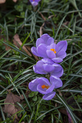 crocus spring flower