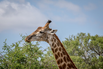 Giraffe standing in the grass in the Kruger.