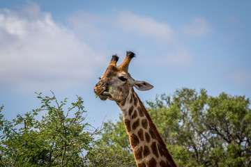Giraffe standing in the grass in the Kruger.