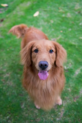 Cute Golden Retriever dogs play in Park Meadows