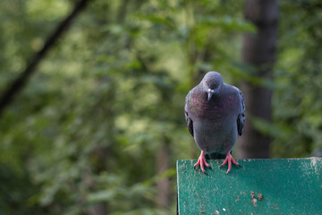 pigeon stares