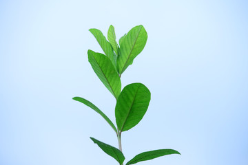 Guava leaves with natural blue sky background